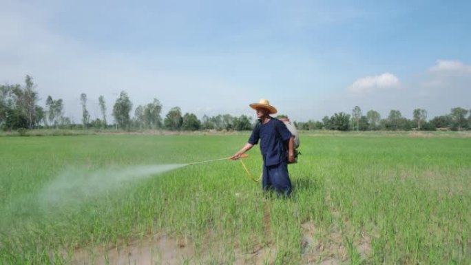 农民在稻田上喷洒液体肥料
