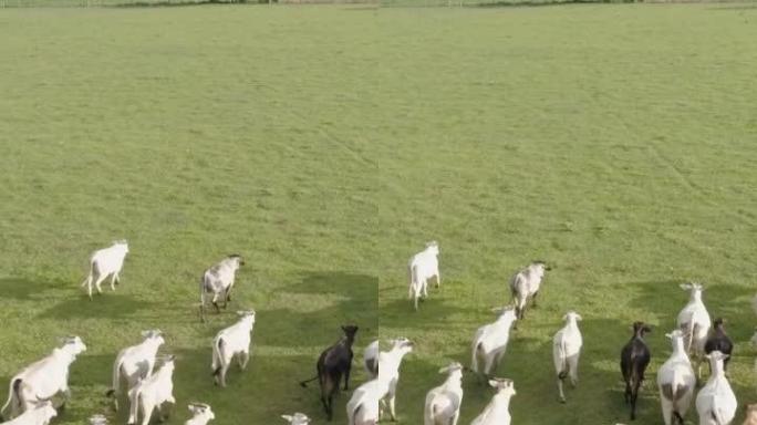 巴西绿色牧场上牛群nelore cattel的鸟瞰图。垂直视频。