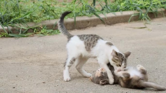 两只可爱的小猫在街上一起玩耍