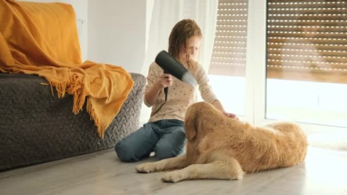 快乐的小女孩在一只新鲜修饰的湿金毛猎犬身上吹烘干机