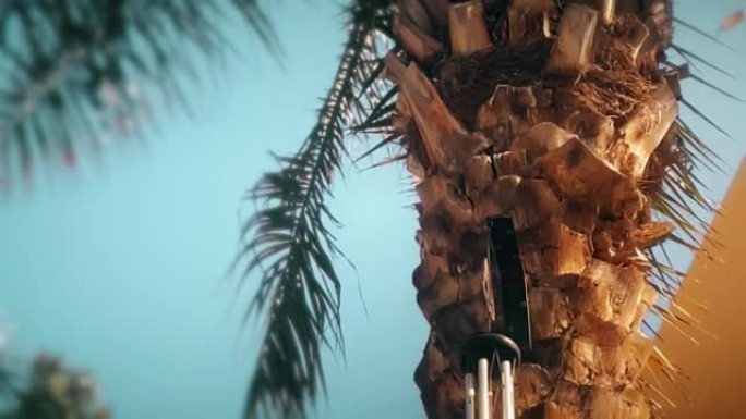 慢动作，棕榈树和建筑物的特写视图