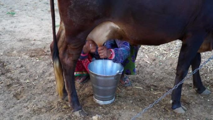 雌性的手在牧场中挤压奶牛的乳房。带有泡沫的新鲜牛奶流入铁桶。