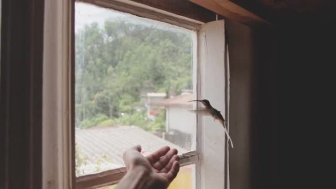 人类想把一只鸟放在手指上，想飞出窗外