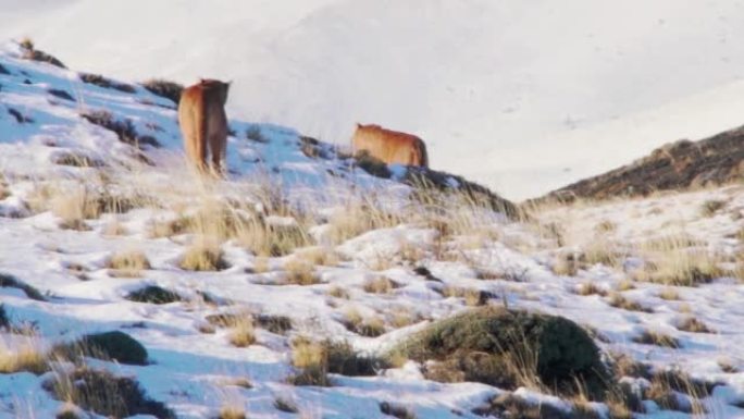 大风天，雄性和雌性美洲狮在山上走来走去的特写镜头