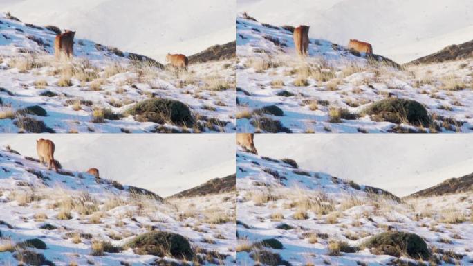 大风天，雄性和雌性美洲狮在山上走来走去的特写镜头
