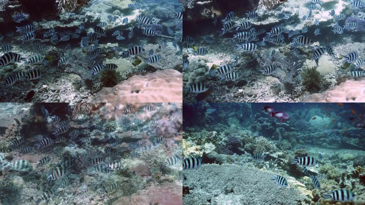 不同珊瑚海景上的剪刀鱼军士学校 (Abudefduf sexfasciatus)
