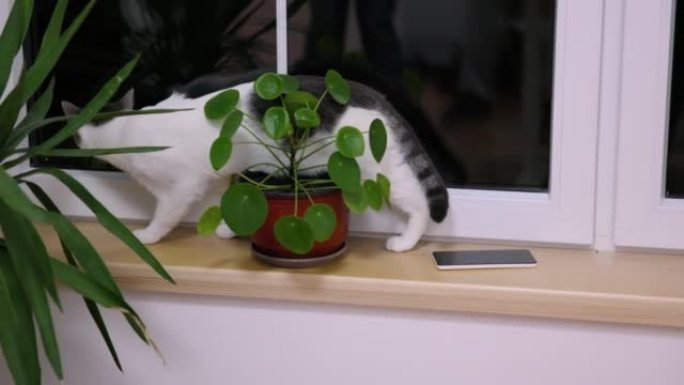 猫在植物周围的窗户上行走