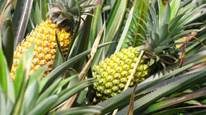 背景自然的菠萝树 (Ananas comosus)。异国情调的热带水果。印尼人称其为nanas