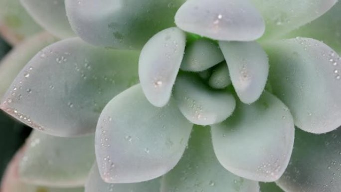 多汁的Pachyphytum，顶视图特写镜头，缓慢旋转，斐波那契黄金比例概念