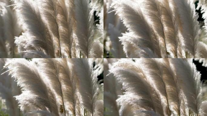 毛茸茸的芦苇在秋风中摇曳，4k慢动作镜头，背光效果。
