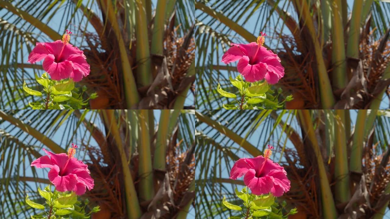 盛开的亮粉色芙蓉花和棕榈树作为亚洲背景的特写，视频4k分辨率