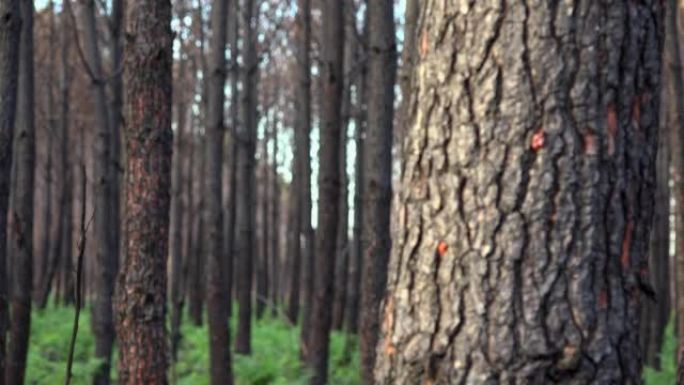法国发生大规模火灾后的松树林，烧毁森林的景观，火灾后的死亡森林，森林火灾后的新绿色植被