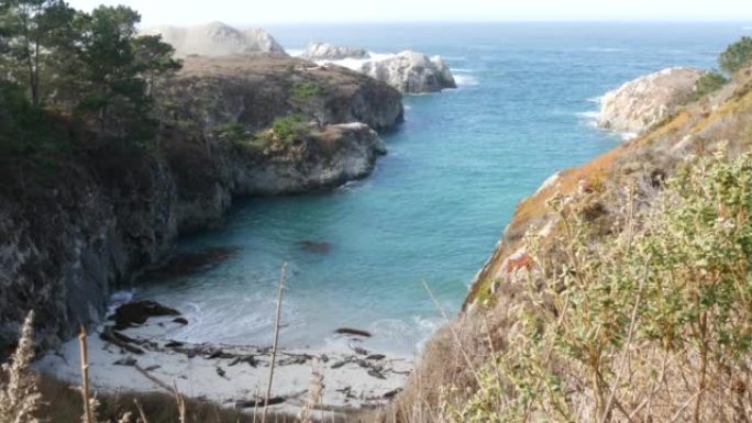 野生斑点海狗鸟，太平洋港海狮休息，加利福尼亚海滩