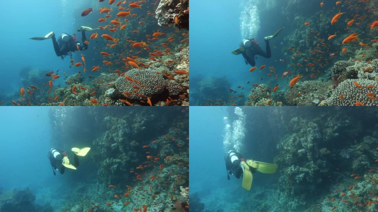 潜水员在水下游泳，探索珊瑚礁，后视图跟踪拍摄
