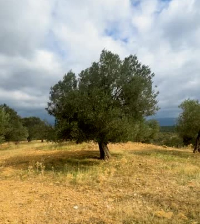 山上的一棵橄榄树