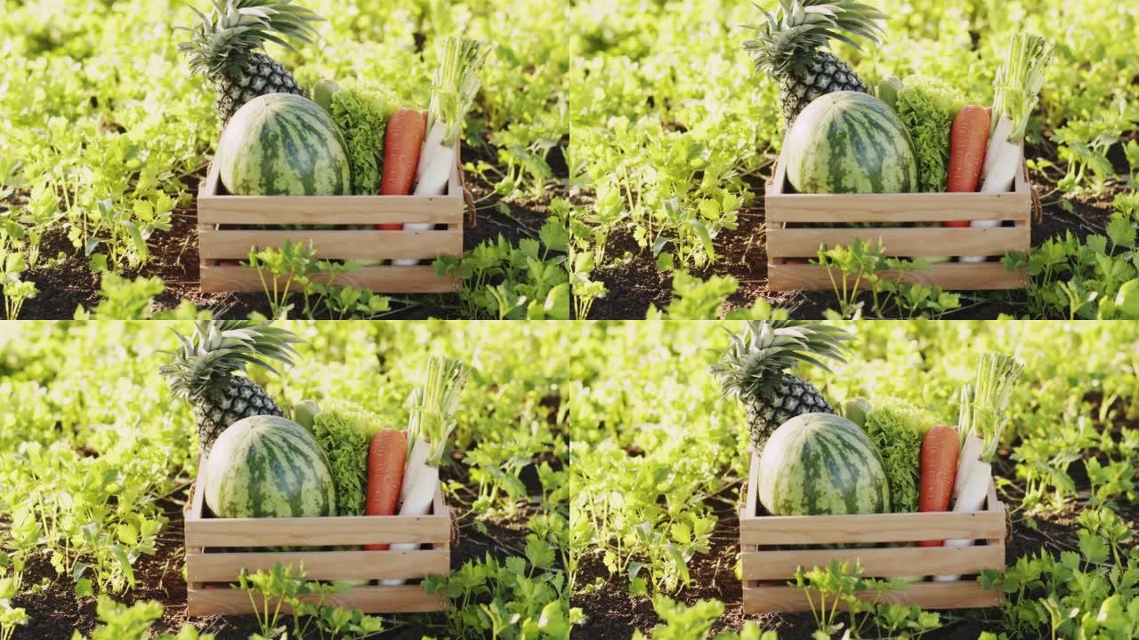 花园里柳条篮子里的新鲜有机蔬菜
