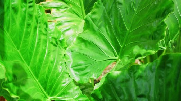 巨大的灌木明亮的绿色热带植物叶子特写慢动作镜头。叶片中央脉纹理。有机生态生活干在运动中。多汁的彩色背