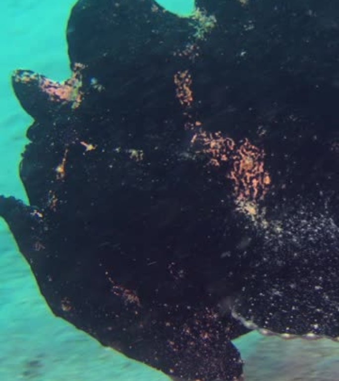 巨型蛙鱼 (antentarius commerson) 黑色，在沙滩上游泳