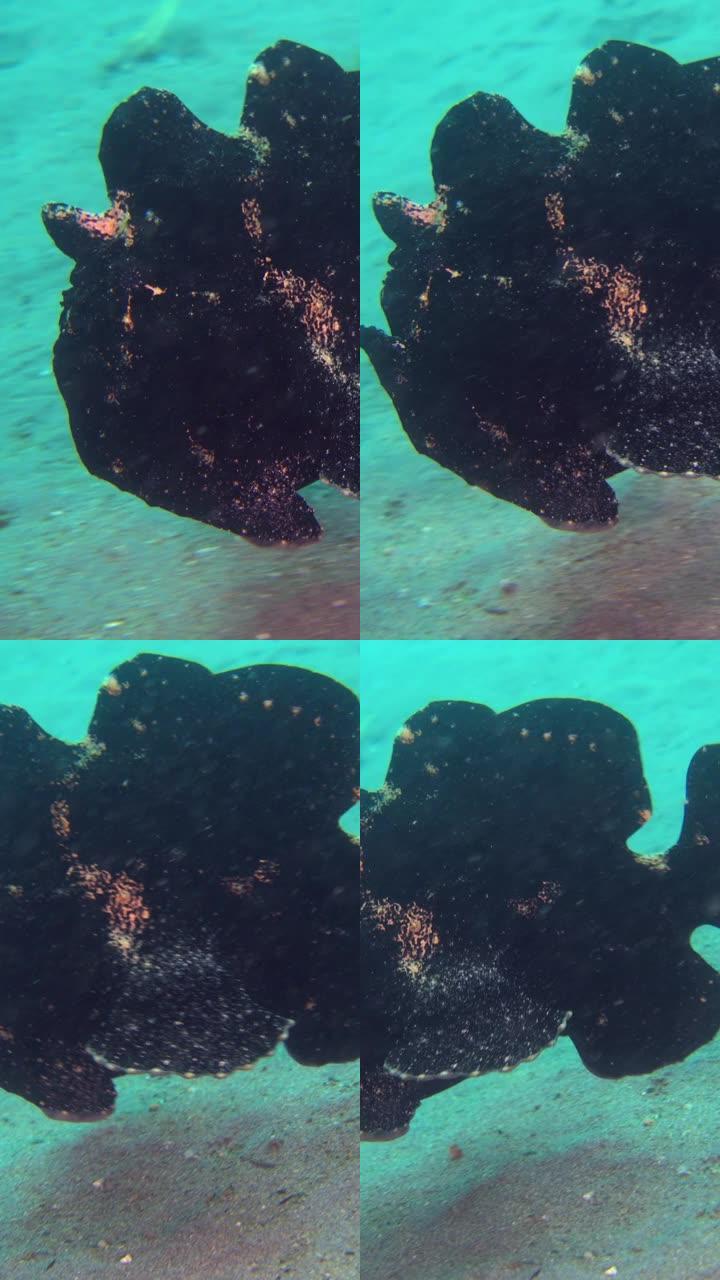 巨型蛙鱼 (antentarius commerson) 黑色，在沙滩上游泳