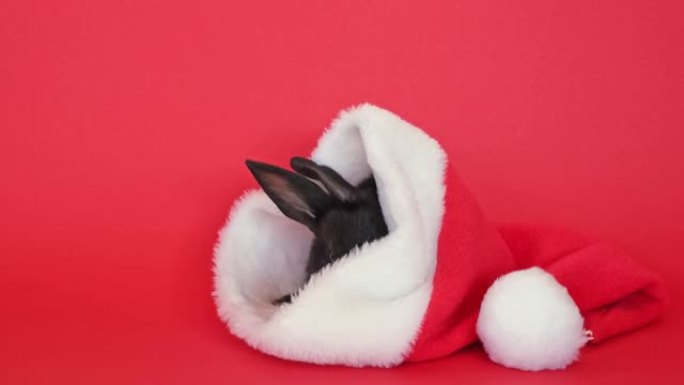 一只黑色兔子坐在红色的圣诞老人帽子里离开。动物隔离在红色工作室背景。野兔是东方历法2023年的符号。