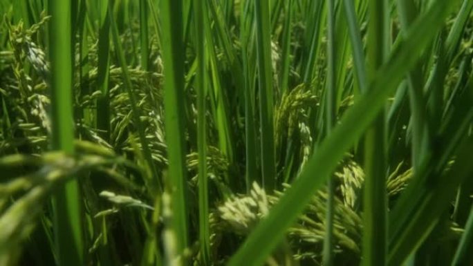 稻田杂交水稻食物绿色