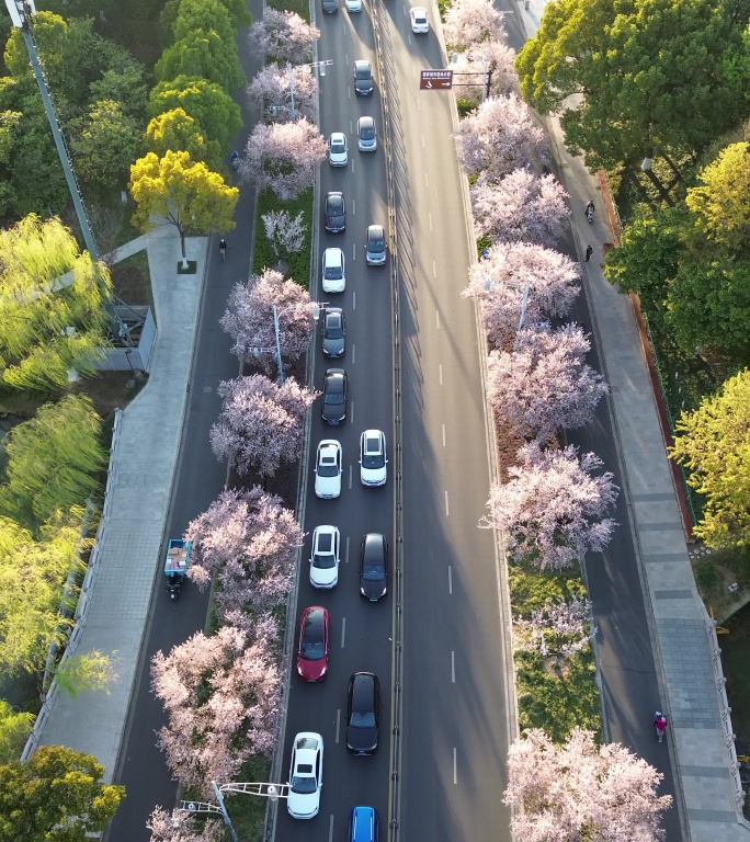 樱花大道4K竖屏原素材