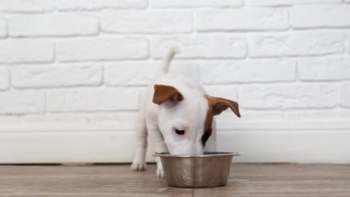 杰克罗素梗小狗吃食物或从碗里喝水。