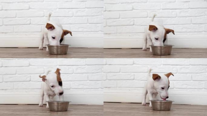 杰克罗素梗小狗吃食物或从碗里喝水。