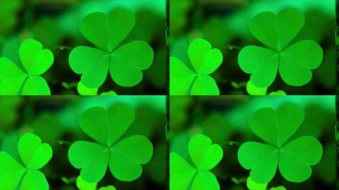 绿色背景，三叶三叶草，幸运的爱尔兰四叶三叶草在圣帕特克斯日假期的象征。带有三叶三叶草，圣帕特里克节假