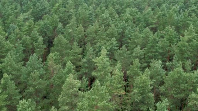 飞越松树树顶和绿色云杉。鸟瞰图自上而下的绿色森林波兰美丽的自然。从上面看大绿森林的纹理背景。生态环境