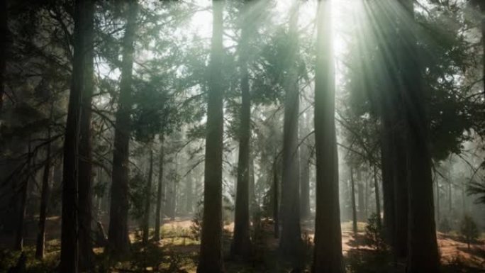 加利福尼亚州红杉国家公园夏季的巨型红杉树