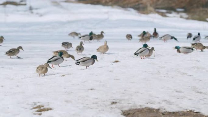 春天在岸边池塘上的鸭子。喂鸭子。早春融雪。