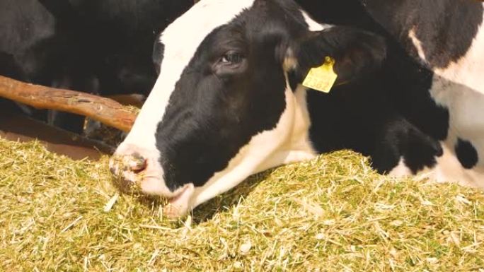 一头黑白相间的母牛在农场吃干草。在农场生产牛奶