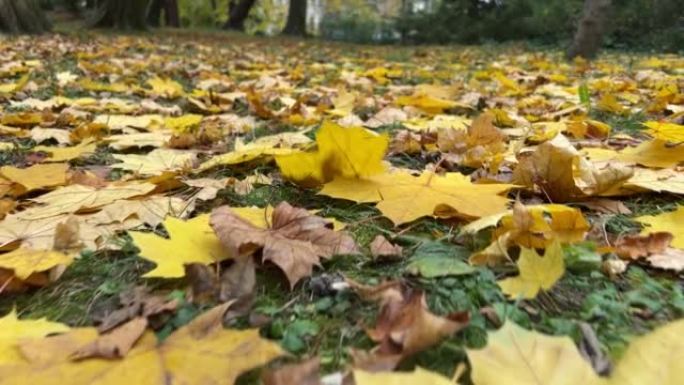 树叶掉到地上