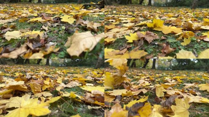 树叶掉到地上