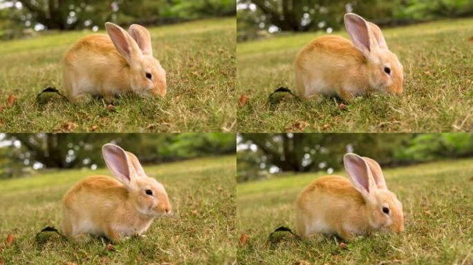 有趣的红兔在山上的草地上吃新鲜的绿色夏草。可爱的家畜