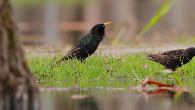 雄性八哥在雌性面前进行求偶仪式。野生森林鸟常见的八哥在春天的时候在草地上寻找蠕虫。野生动物。鸟类正在