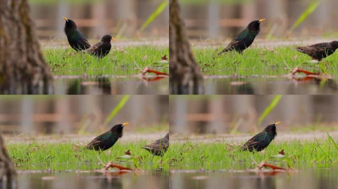 雄性八哥在雌性面前进行求偶仪式。野生森林鸟常见的八哥在春天的时候在草地上寻找蠕虫。野生动物。鸟类正在