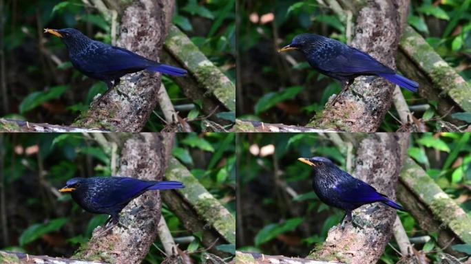 蓝色吹口哨的鹅口疮 (Myophonus caeruleus) 在树枝上进食和行走的特写镜头