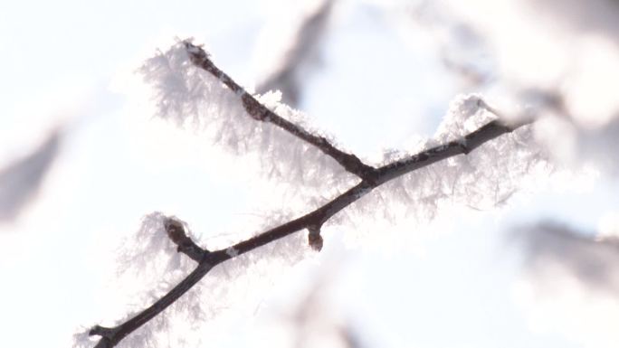 冬日雪景 结冰 一片白茫茫