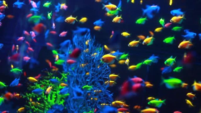 在天然珊瑚礁中水下游动的奇特五颜六色的小鱼的宏观照片。绿色植物的小型淡水水族馆。黑暗主题。选择性软聚