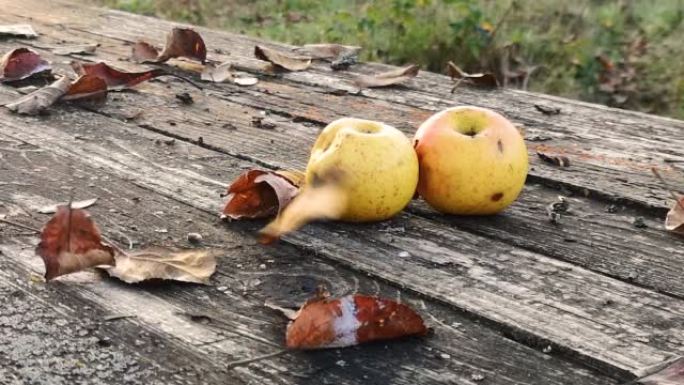废弃花园里桌子上有苹果的风景