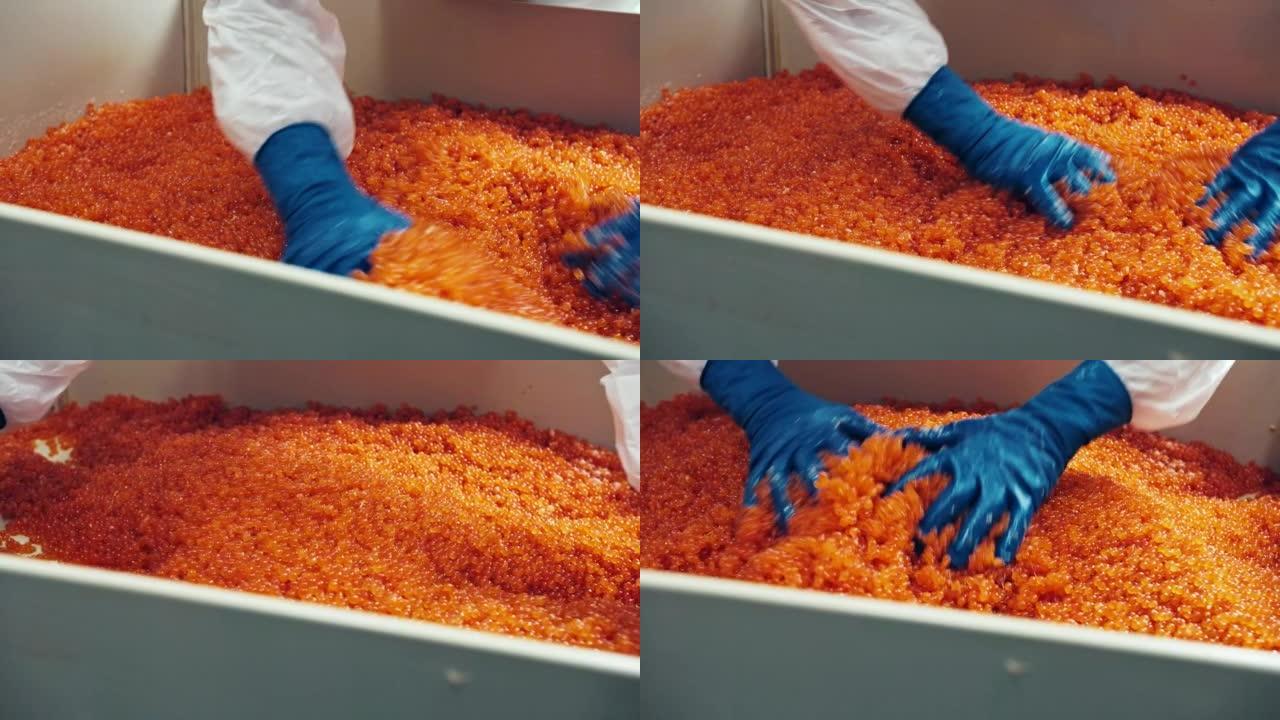 红鲑鱼鱼子酱生产工厂的员工生产质量控制