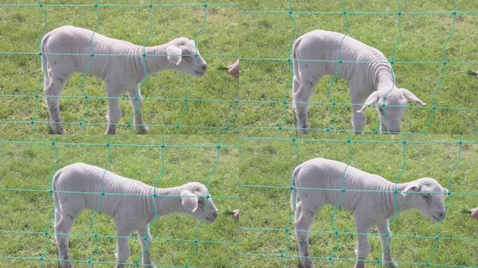 在绿色农田上放牧羔羊