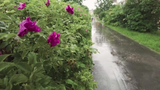 多雨的夏季天气。雨中潮湿的绿色灌木、花朵和人行道，慢镜头。对花卉的选择性关注