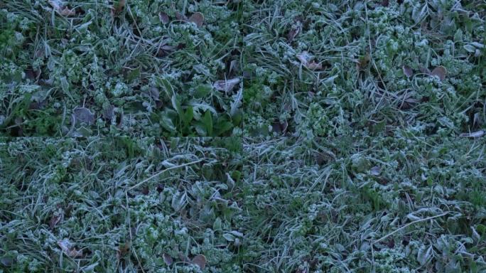 草和树叶第一次冻伤后的霜冻
