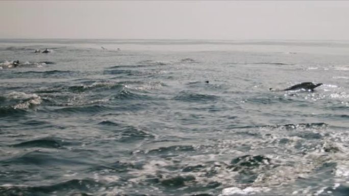 一群海豚一起跳出水面4K 48FPS慢镜头