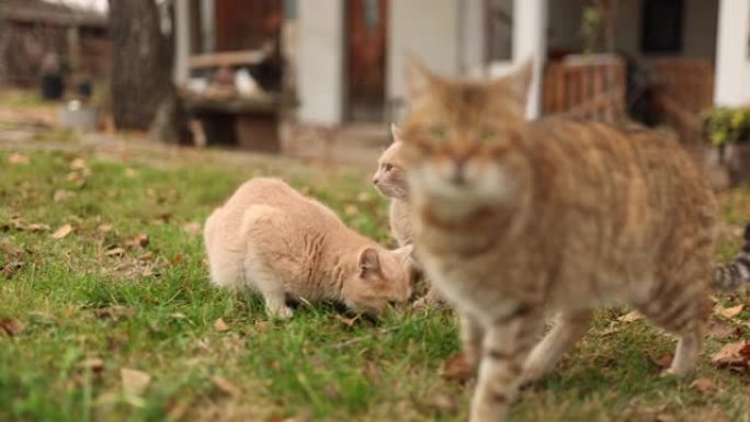 狗和猫流浪猫流浪狗视频素材