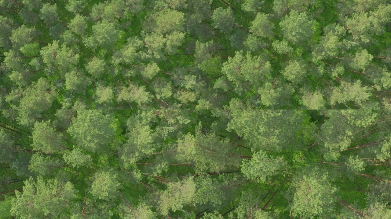自上而下的森林景观，林地天线。无人机在自然公园的晴天飞过树梢针叶树。青苔、青草和植物。放大并旋转大自