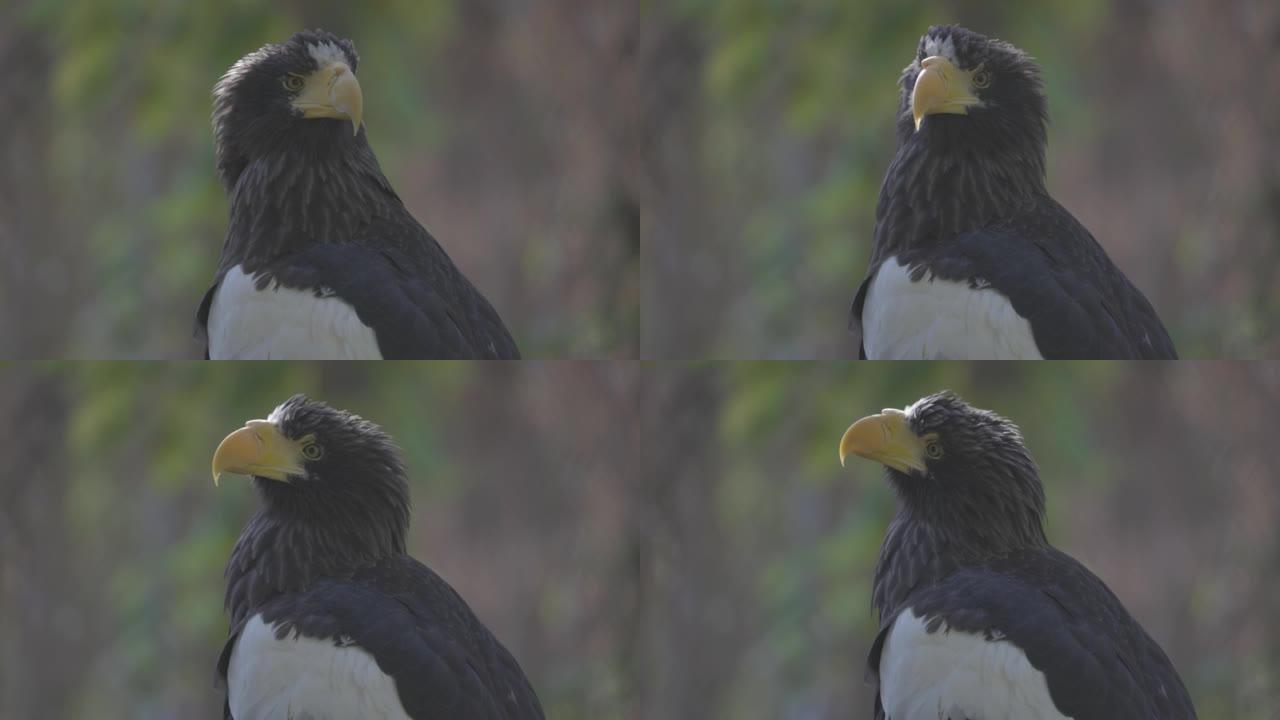 斯特勒海雕 (Haliaeetus pelagicus)。野生动物。稀有鸟类的细节肖像。美丽骄傲鸟的